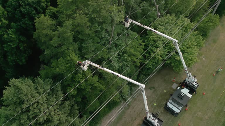 How Our Tree Care Process Works  in  Raceland, LA