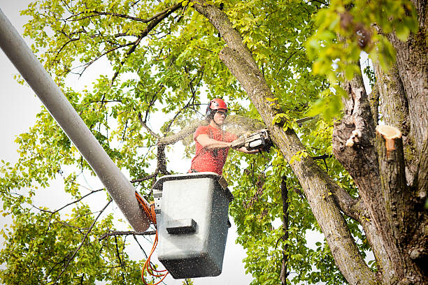 Trusted Raceland, LA Tree Services Experts